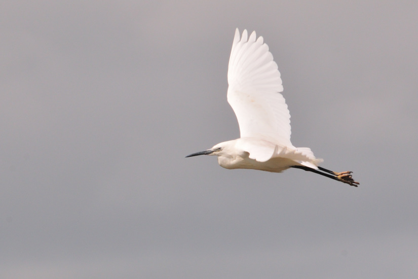 6-Aigrette en vol
                   