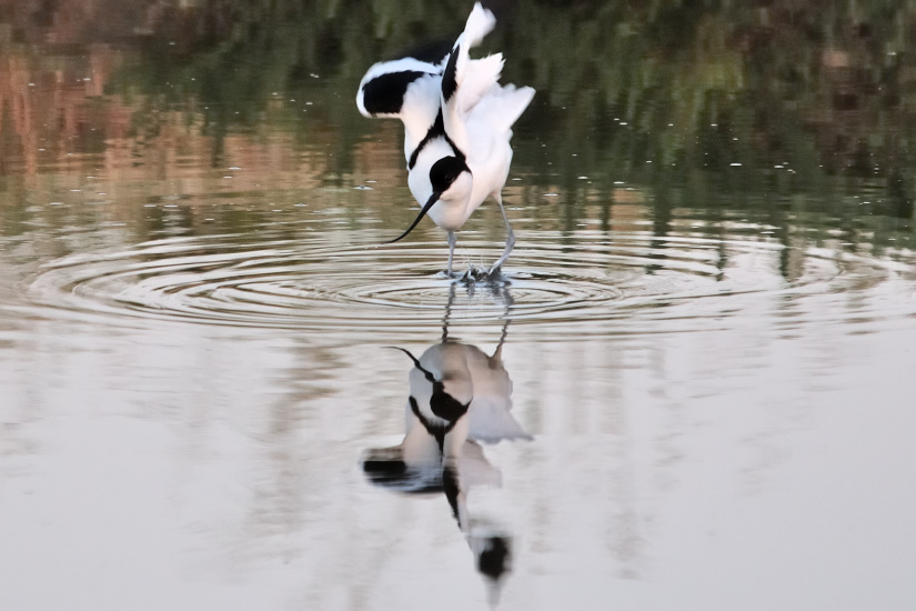 6-Aïe ! ma cheville.