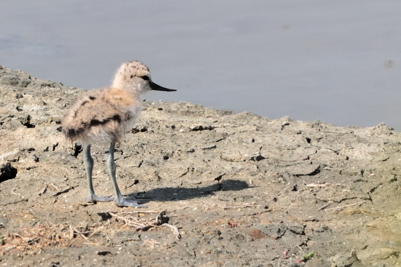 19-Maman, t'es où ?