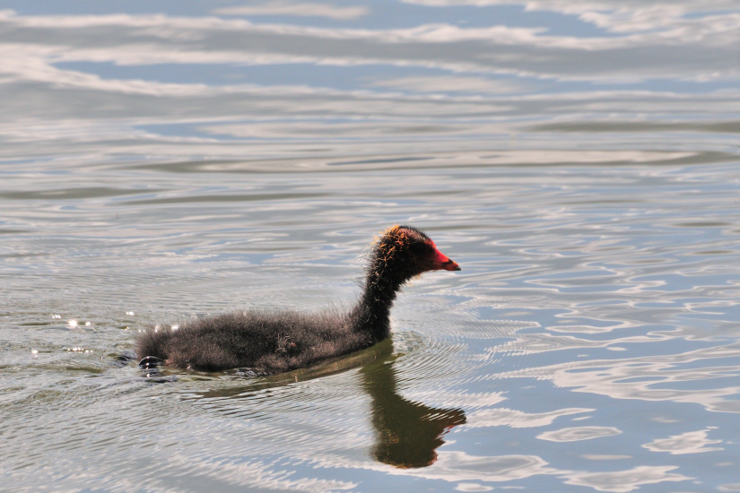 12-Poussin de foulque macroule