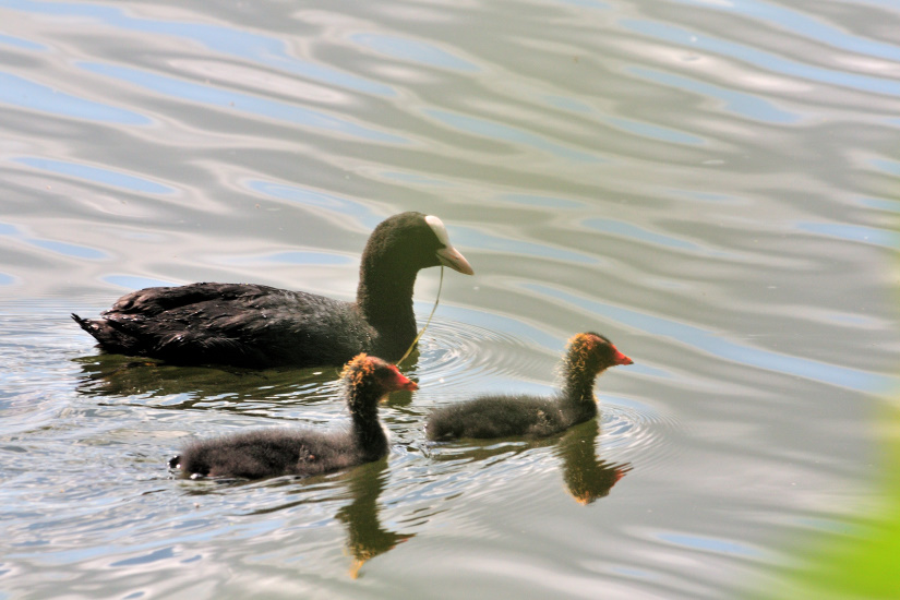 13-Nichée de foulque macroule