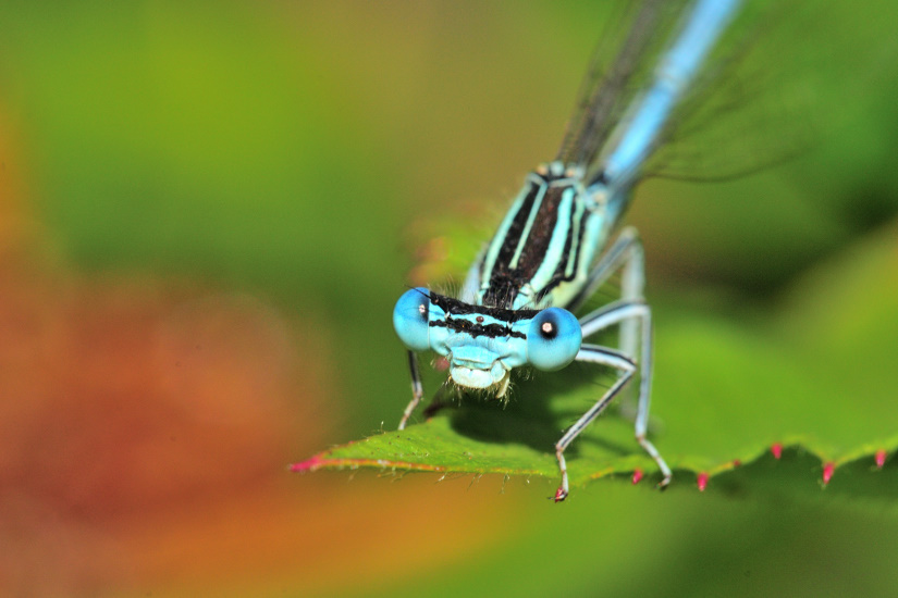 6-Gros plan tête d'Agrion