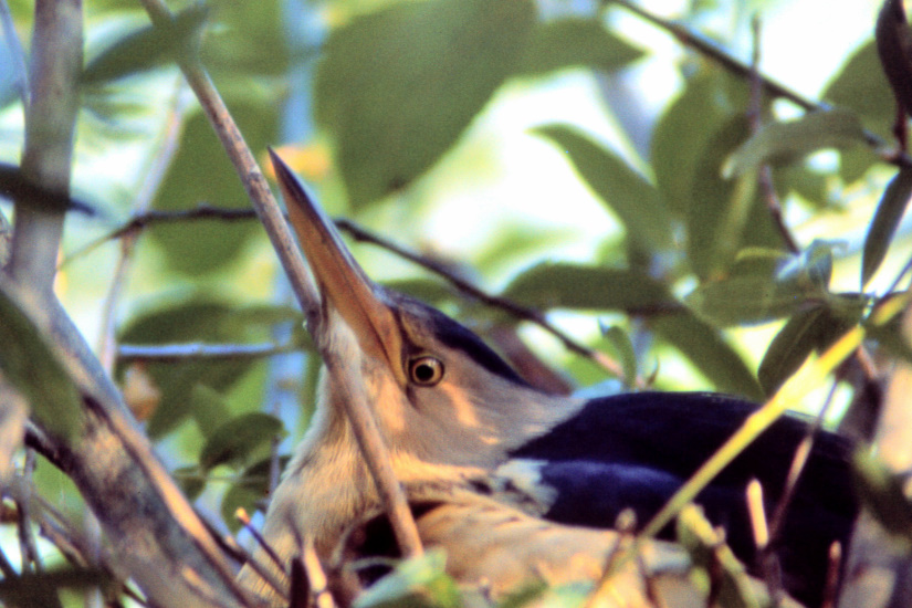 18-Blongios nain au nid