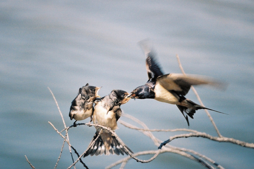 19-Hirondelles - ravitaillement