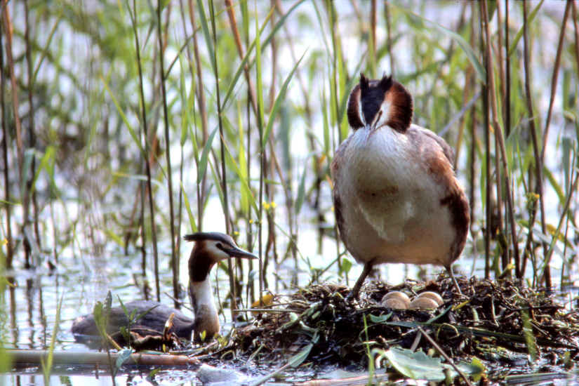 3-Grèbes huppés retour au nid