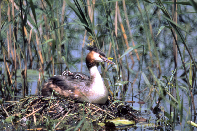 5-Nichée de grèbe huppé