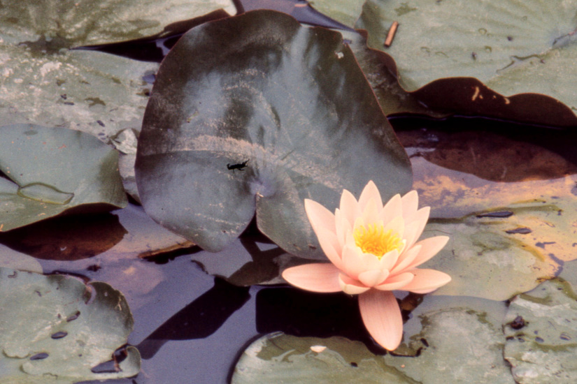 20-Fleur de nénuphar