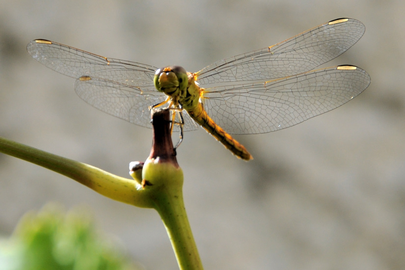 12-Sympétrum sanguin