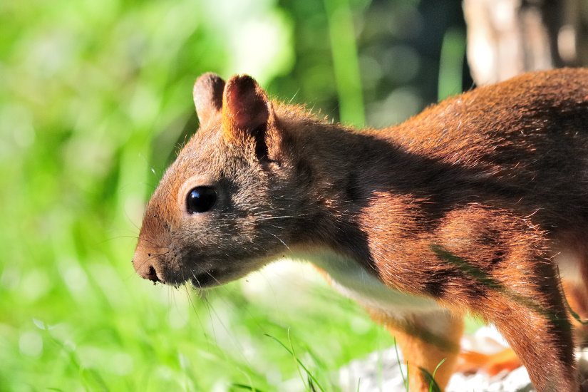 21-Plein les moustaches