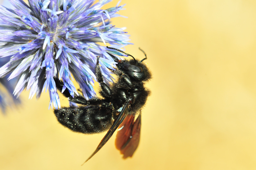 4-Abeille charbonnière