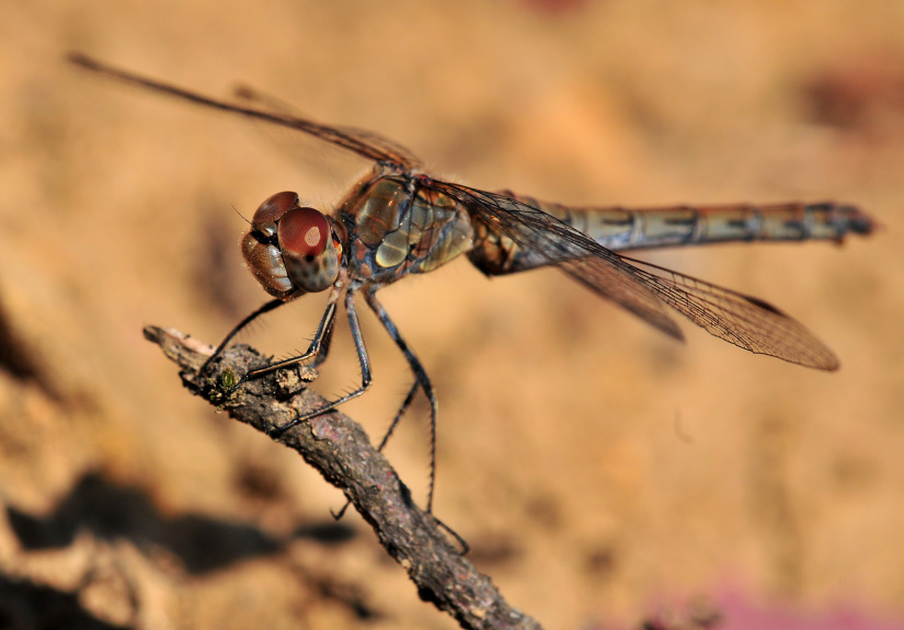 10-Sympétrum striolatum
                   