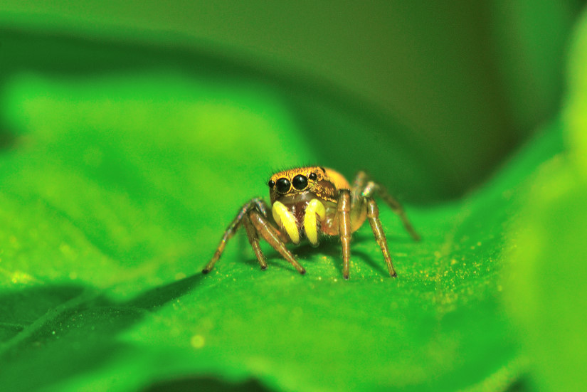 14-Araignée sauteuse