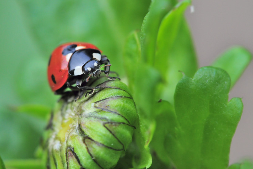 19-Coccinelle 7 points