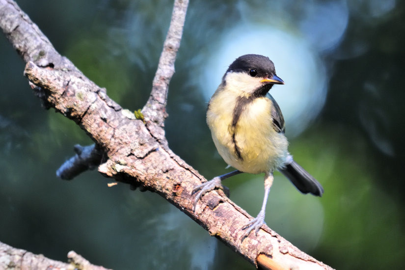 16-Mésange charbonnière
                   