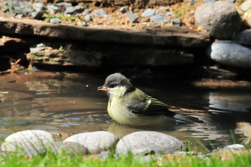 2-Jeune mésange charbonnière dans son bain