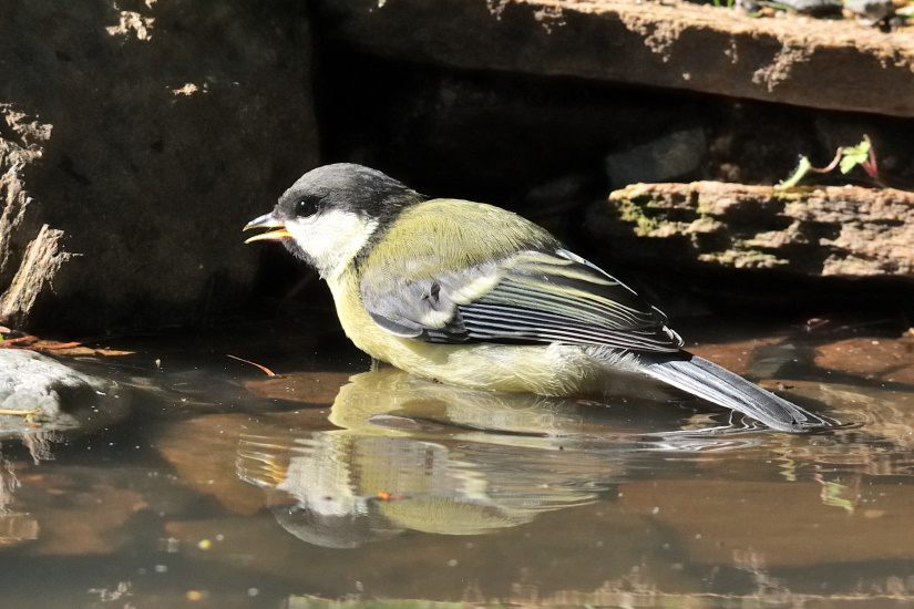 3-Une petite goutte avant de plonger
                   