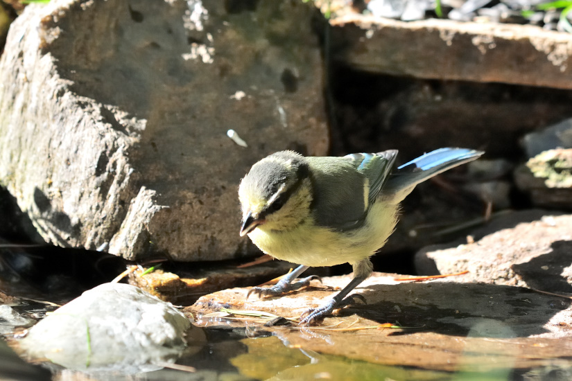 2-Mésange bleue au bain
                   
