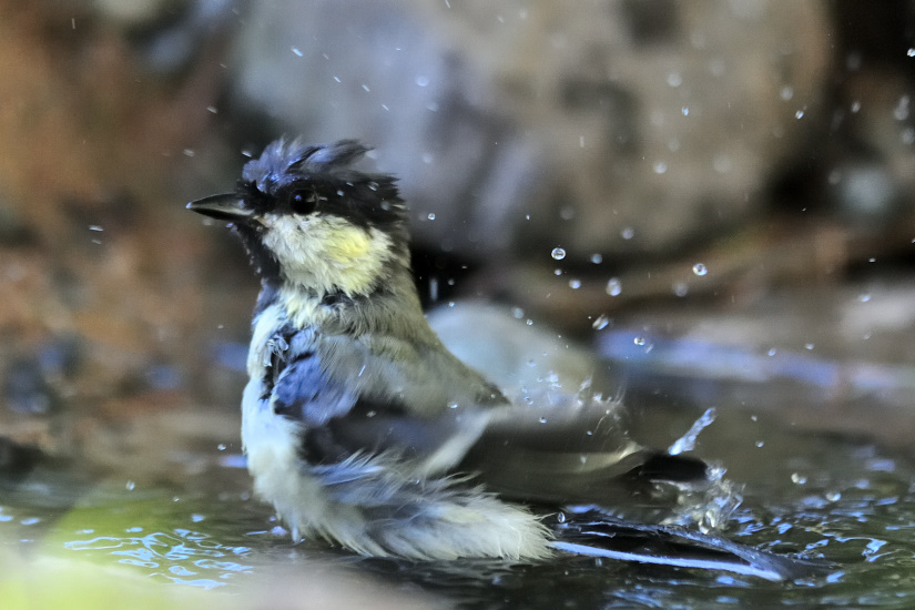 17-Coiffée avec un pétard