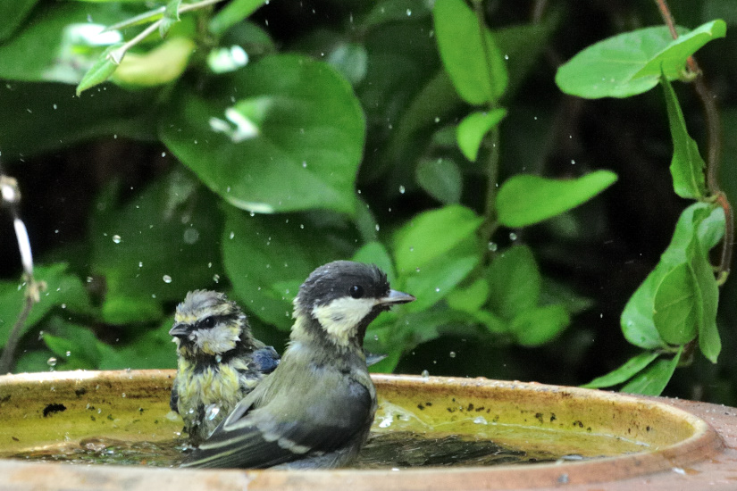 1-Mésanges bleue et charbonnière au bain