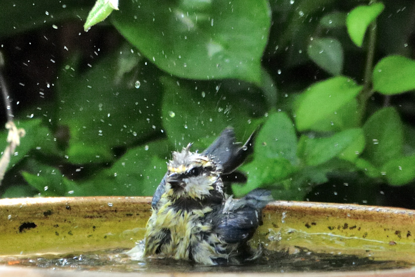 11-Nouvelle coiffure