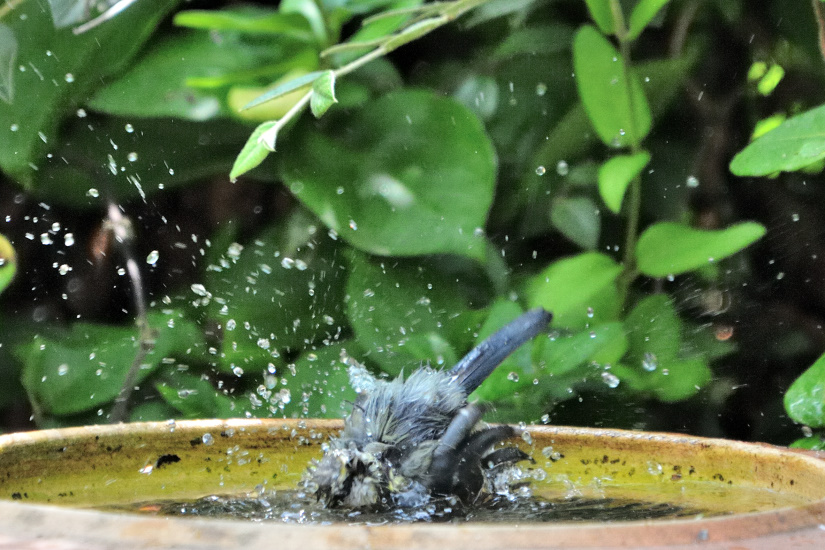 12-Splatch, splatch, splatch !