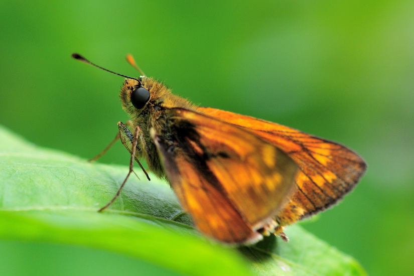 18-Hespérie de la Houque