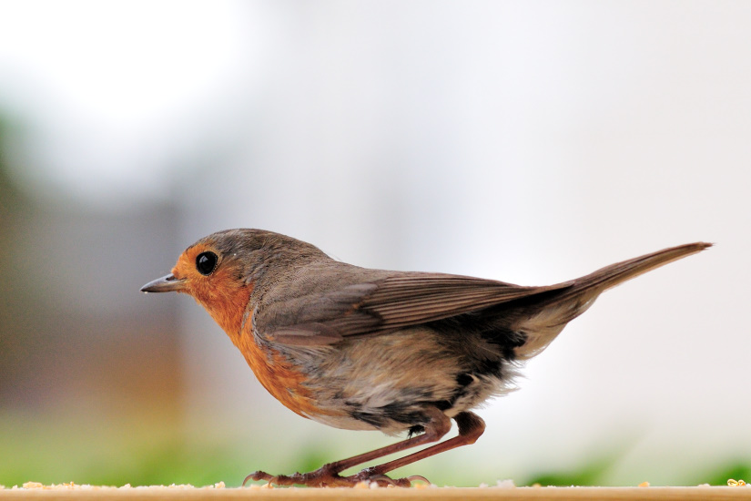 11-Tu m'as fait peur !