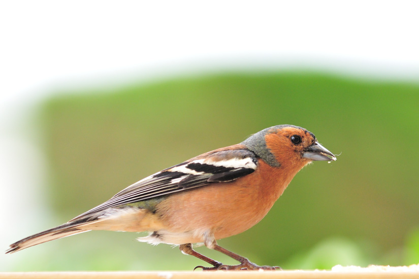 3-Pinson des arbres mâle