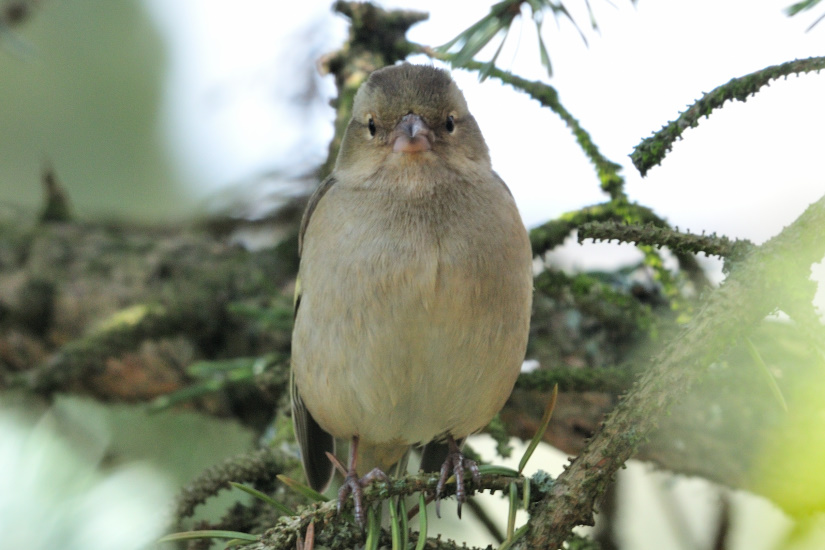 9-Pinson des arbres juvénile