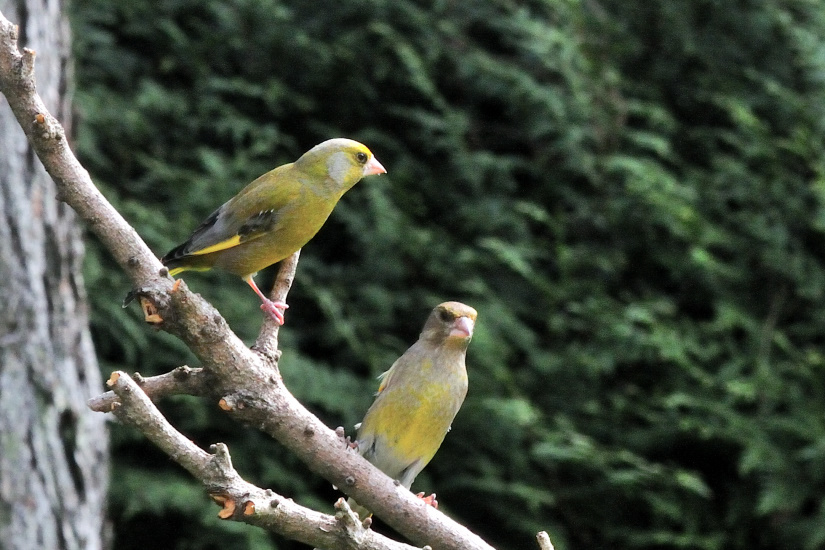 9-Couple de Verdiers
                   