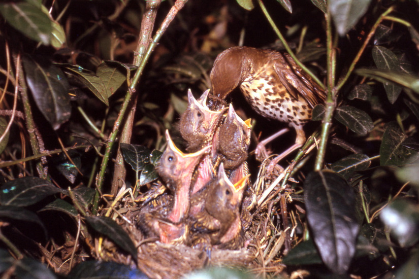 16-Grive musicienne au nid