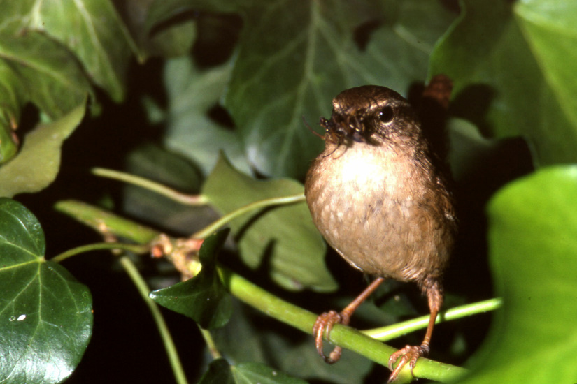 13-Troglodyte mignon
                   