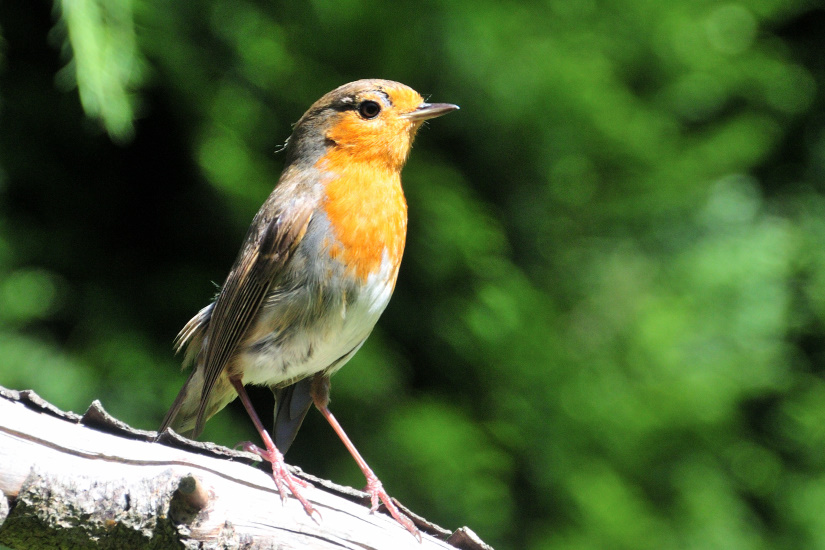 13-Je monte la garde