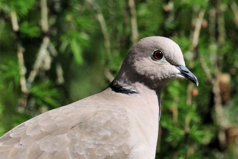 19-Tourterelle turque