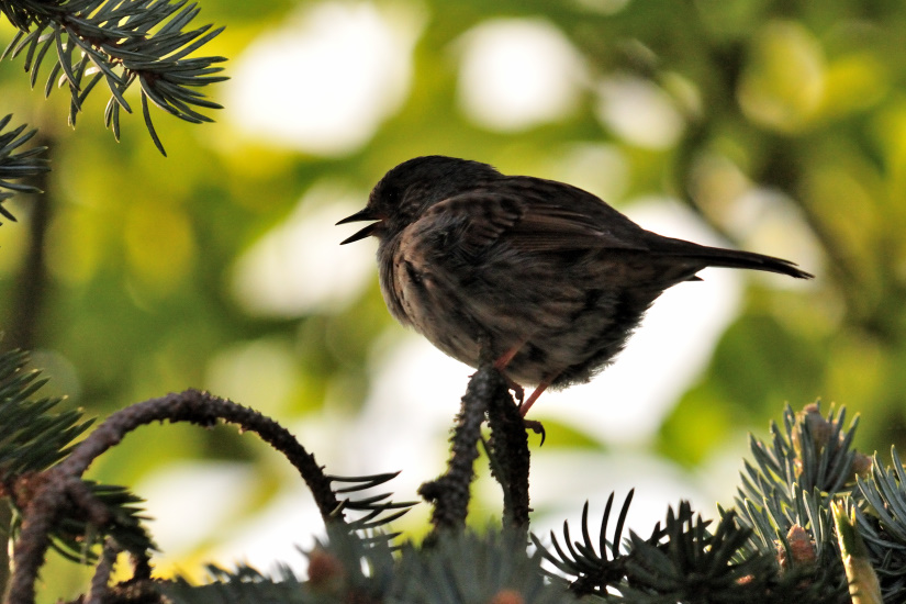 14-Accenteur mouchet
                   