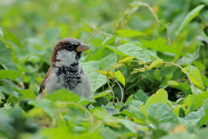 18-Moineau domestique
                   