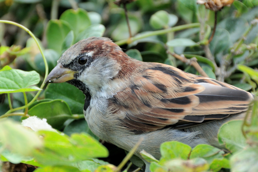 19-Moineau domestique
                   