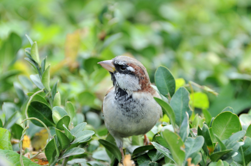 20-Moineau domestique
                   