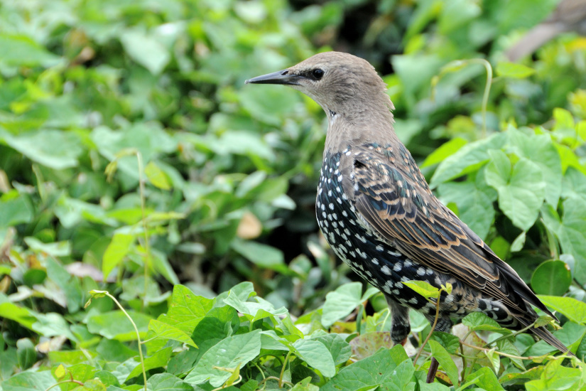 1-Etourneau juvénile