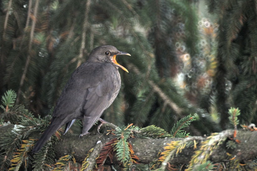 2-Merle noir immature
                   