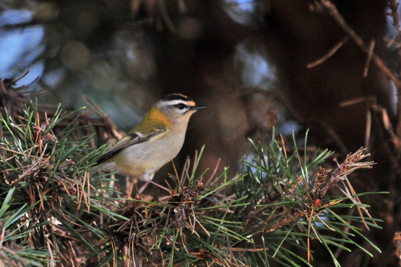 1-Roitelet triple bandeau