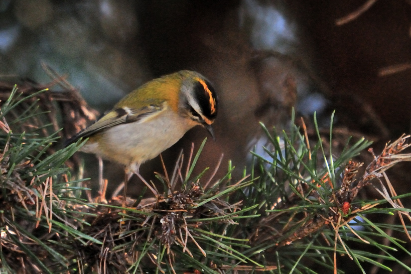 2-Roitelet triple bandeau