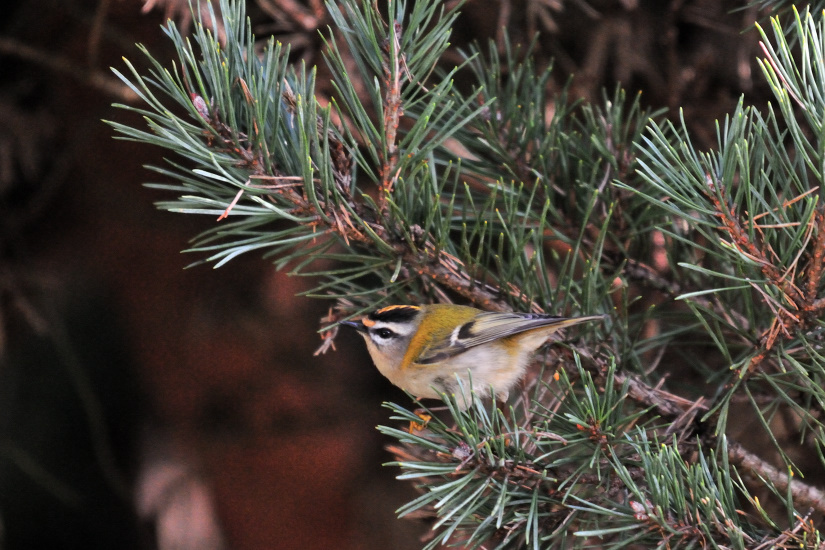 3-Roitelet triple bandeau