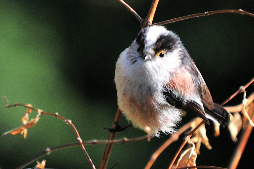 14-Mésange à longue queue