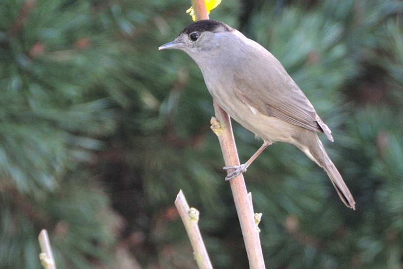 16-Fauvette à tête noire
                   