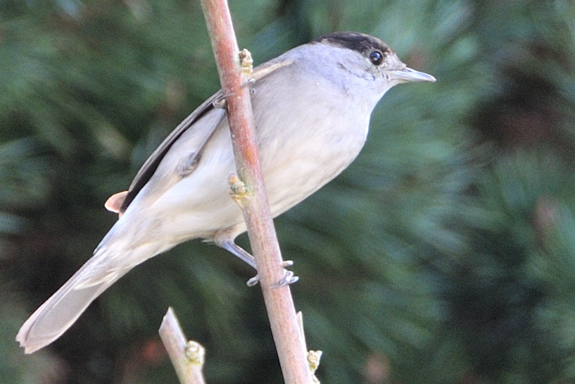 20-Fauvette à tête noire mâle