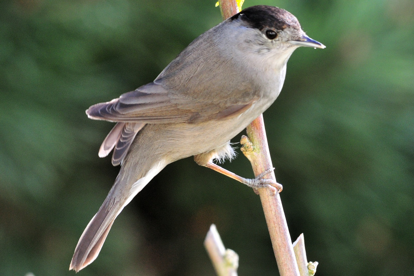 17-Fauvette à tête noire