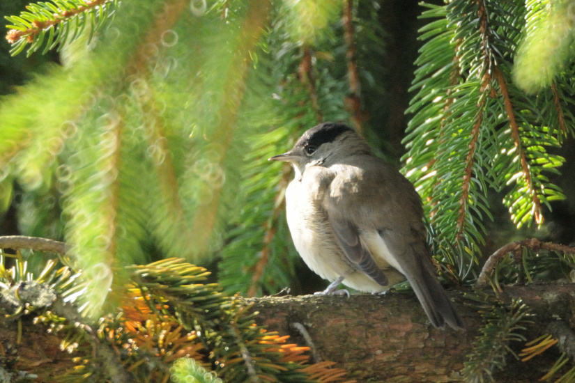 18-Fauvette à tête noire mâle