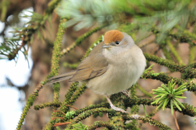 19-Fauvette à tête noire femelle