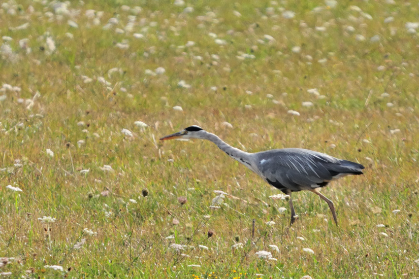 14-Héron cendré - chasse dans les prés